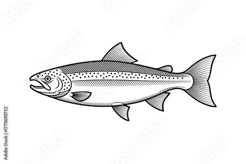 A detailed illustration of a salmon fish swimming