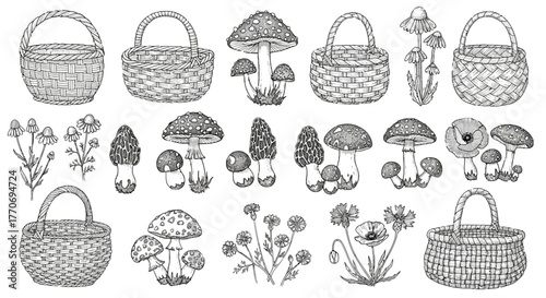Mushroom Basket Vector Collection Fungus Foraging Picking Fungi Botany Forest Harvest Autumn