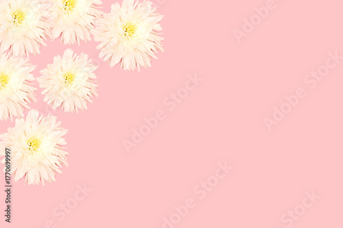 White flowers on a pink background. Design border, top view.