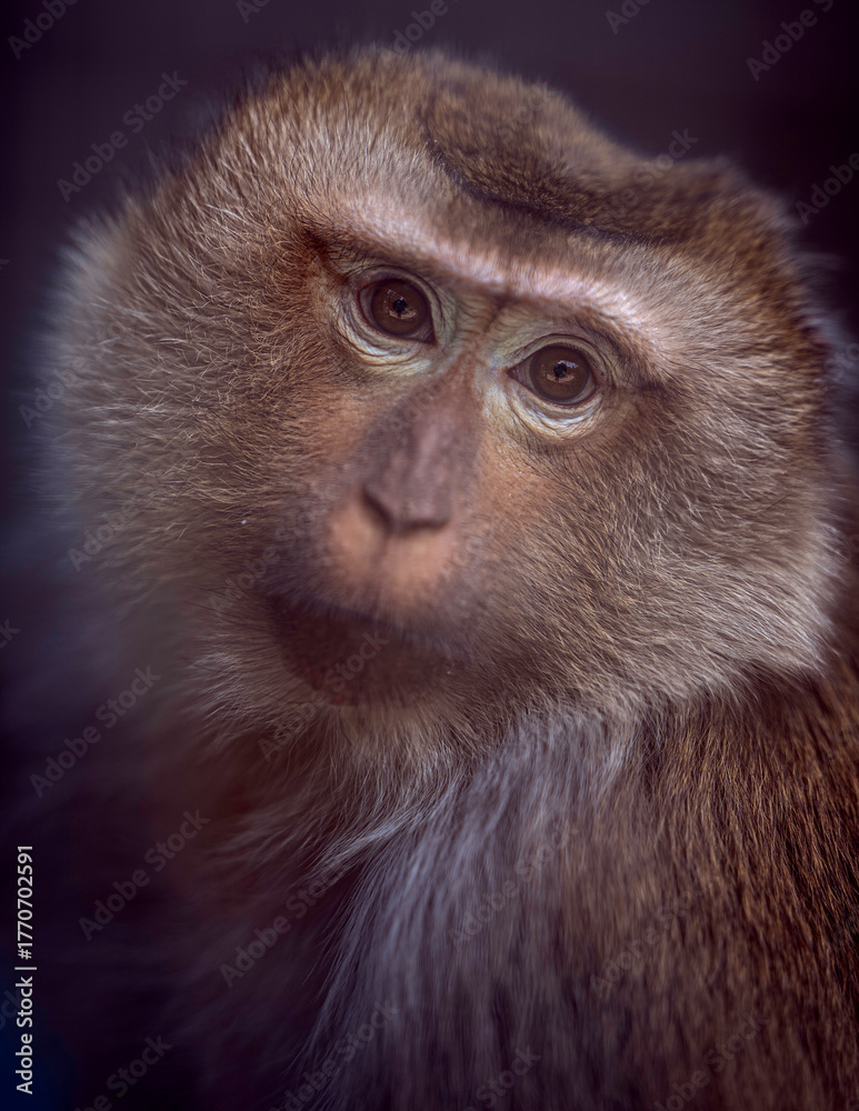 Obraz premium Monkey portrait