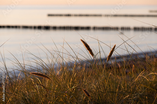 Reed and calm water at golden sunset, Rügen