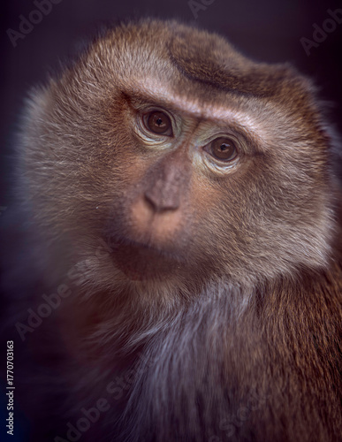 Portrait, Soul of a Monkey