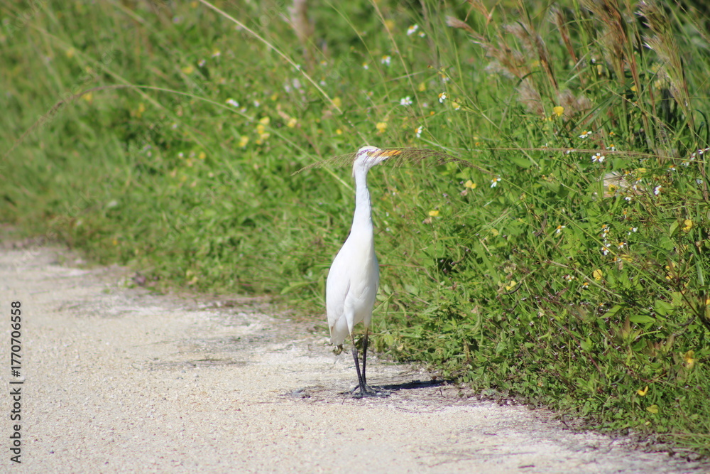 Fototapeta premium Cattle Egret on a road