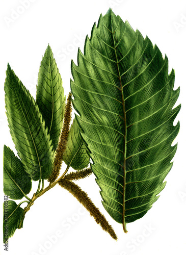 Castanea sativa, Edelkastanie oder Esskastanie und Castanea vulgaris, Kastanie