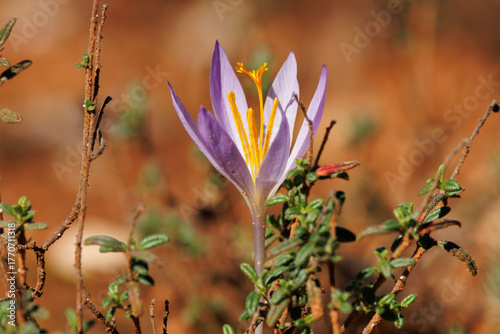 Ταπετσαρία Hermosa Toma de un Azafrán Silvestre de Otoño, con Colores Muy Llamativos, Alcoy