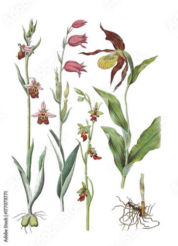 Tableau sur toile Hummel-Ragwurz, Ophrys holoserica,  Rotes Waldvoeglein, Cephalanthera rubra, Fli