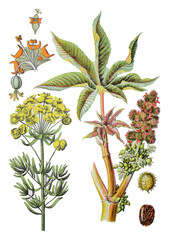 Papier peint photo Jungle Euphorbe cyprès ricin plantes botaniques naturelles  © Bildagentur-o