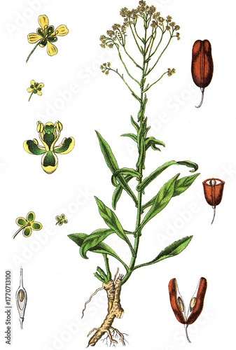 Isatis tinctoria, Faerberwaid oder Deutscher Indigo