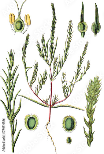 Foto Die Pflanzenart Grauer Wanzensame Corispermum marschallii gehoert zur Unterfamil