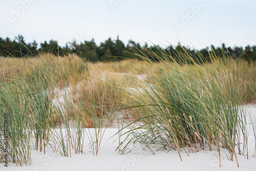 Fototapeta Naklejka Na Ścianę i Meble -  Coastal Dunes and Forest Landscape at Wydma Łącka, Poland
