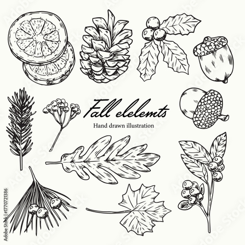 Collection of isolated hand drawn botanical fall and autumn decoration elements outline drawing illustration