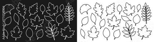 A set of contours of white and black autumn leaves of different shapes. A collection of autumn leaves from different trees. Seasonal elements for your design. Vector EPS 10.