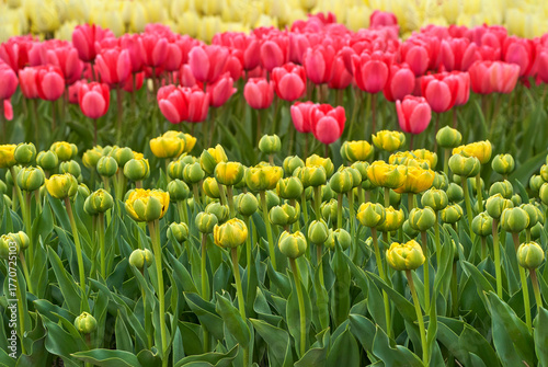 Mixture of colors in the blooming tulips fields    
