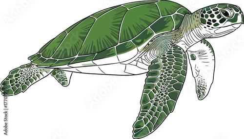 Green sea turtle swimming, aquatic animal, marine life