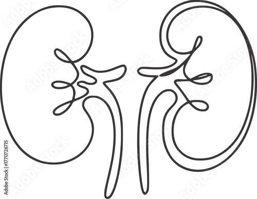 Minimalist line drawing of human kidneys organ anatomy