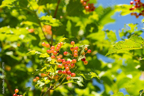 Vibrant clusters of red berries surrounded by lush green leaves under bright sunlight, showcasing the beauty of nature and seasonal growth in a serene outdoor environment
