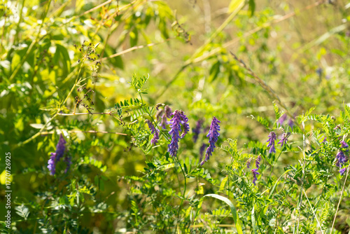 Vibrant purple wildflowers bloom amidst lush green foliage, creating a picturesque natural scene that showcases the beauty of flora in a sunny outdoor environment