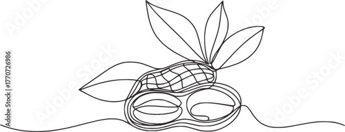 Single line drawing of peanuts with leaves legume food