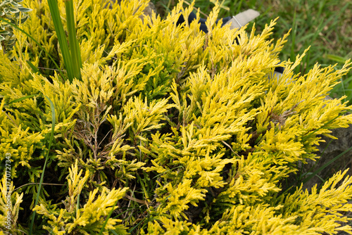 Vibrant yellow foliage of a lush plant fills the frame, showcasing intricate leaf textures and natural beauty, creating a lively atmosphere in a garden setting
