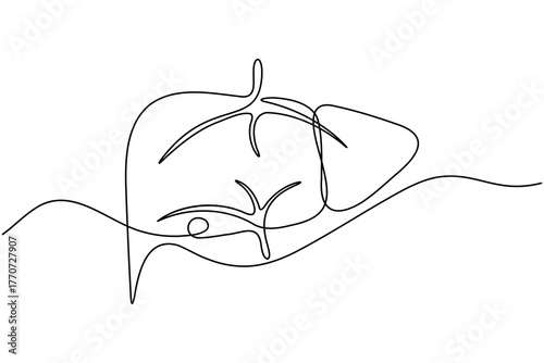 Human Liver anatomy continuous one line drawing on white background minimalist internal organ outline vector illustration