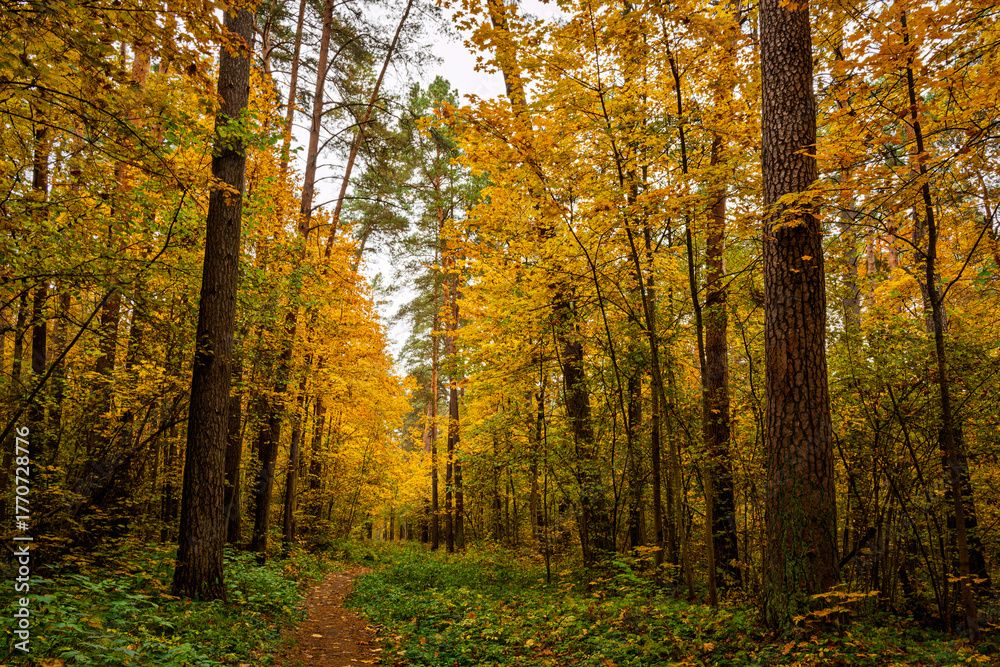 Fototapeta premium Forest path in autumn park covered with falling leaves. Beautiful woodland landscape during fall season for nature background.