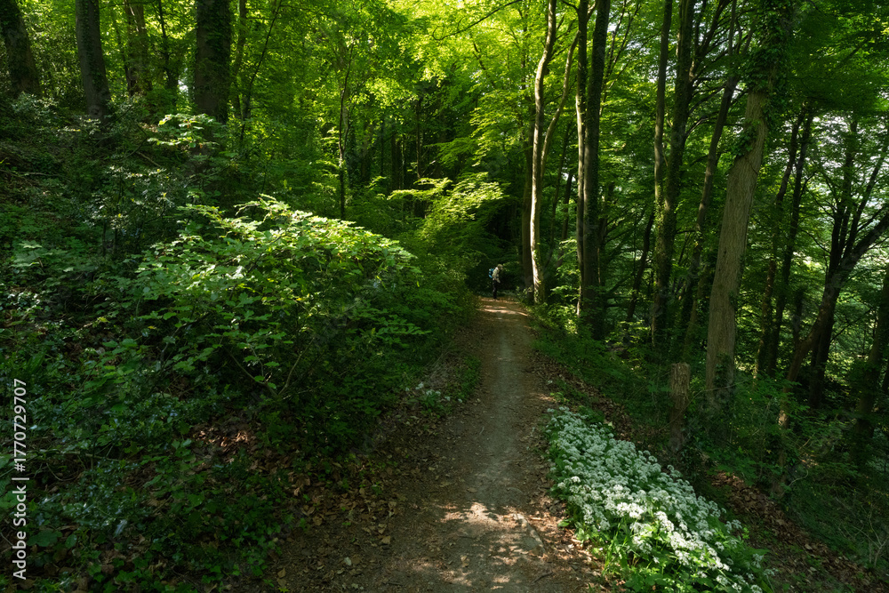 Obraz premium In the woods