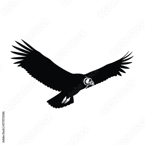 Eagle silhouette soaring spread wings flying animal nature wildlife predator bird majestic