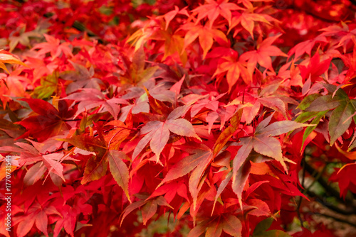 Autumn in Snowdonia National park North wales