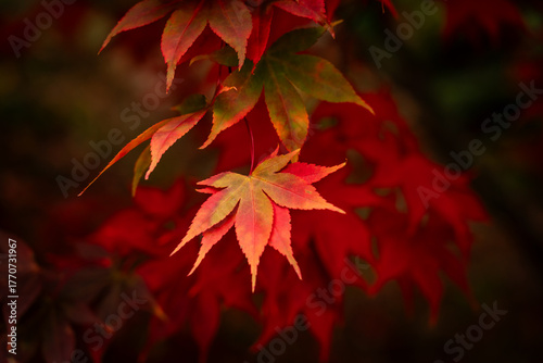 Autumn in Snowdonia National park North wales