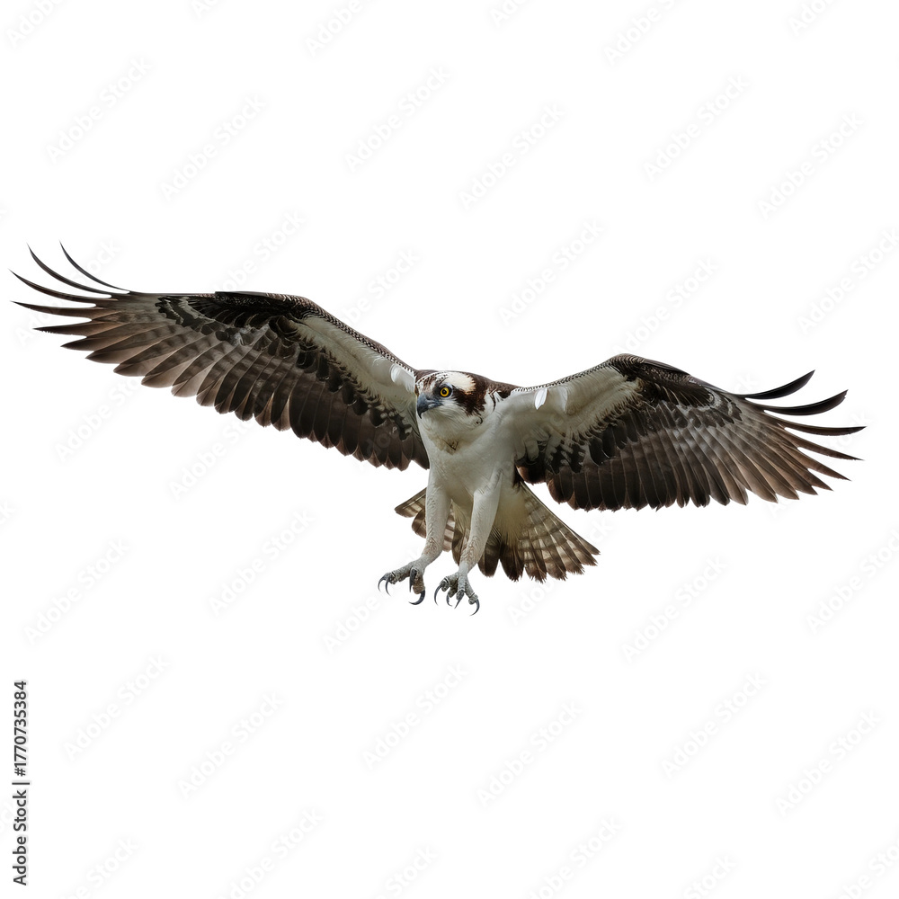 Fototapeta premium Isolated Osprey Flying with Spread Wings