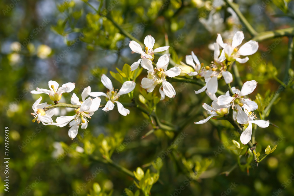 Obraz premium Poncirus trifoliata is a spiny deciduous shrub from the Rutaceae family, bearing white flowers and yellow fruits in autumn. Used in herbal medicine and as a natural hedge. Photographed in Korea.