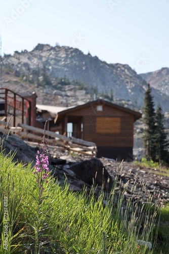 Alpine flowers with hut and mountian background