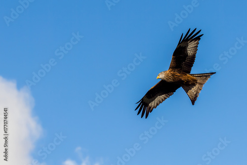 Red kite (Milvus milvus)