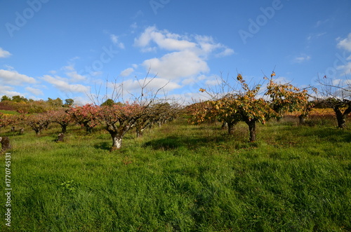 PLANTATION DE CERISIERS EN AUTOMNE IRANCY BOURGOGNE