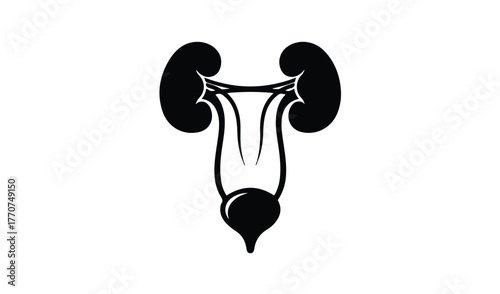 Stylized silhouette of the human urinary system on white background
