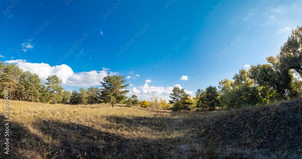 Obraz premium Sunny autumn landscape with dry grassy meadow, mixed forest of pine and deciduous trees, and a winding path under a blue sky with clouds. Peaceful seasonal nature scene with warm light and shadows.
