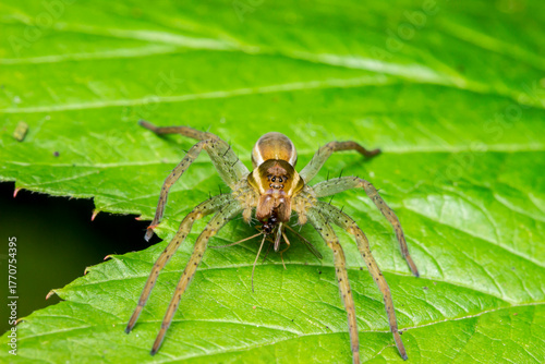 spider in its habitat. wildlife. colorful detailed macro photograph of an insect. close-up. space for text. screensaver. bokeh
