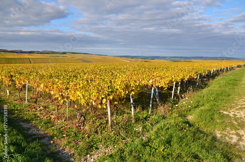 VUE SUR LES VIGNES DE CHABLIS  AVEC UN FEUILLAGE D'AUTOMNE