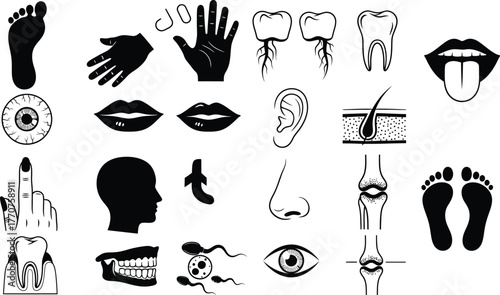 Collection of stylized human body parts and medical icons, illustrating anatomy and health