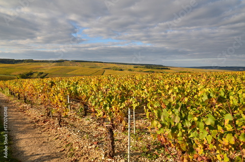 VUE SUR LES VIGNES DE CHABLIS EN AUTOMNE 