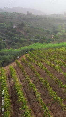 Wallpaper Mural Experience the beauty of olive trees in Sardinia, showcasing the lush landscapes and unique farming practices. Discover the serene environment and agricultural techniques used in cultivation. Torontodigital.ca