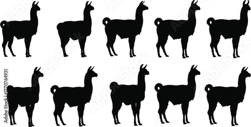 Llama silhouette set, black vector, animal side profile, standing llamas, fur texture, educational use, comparison chart, wildlife icon