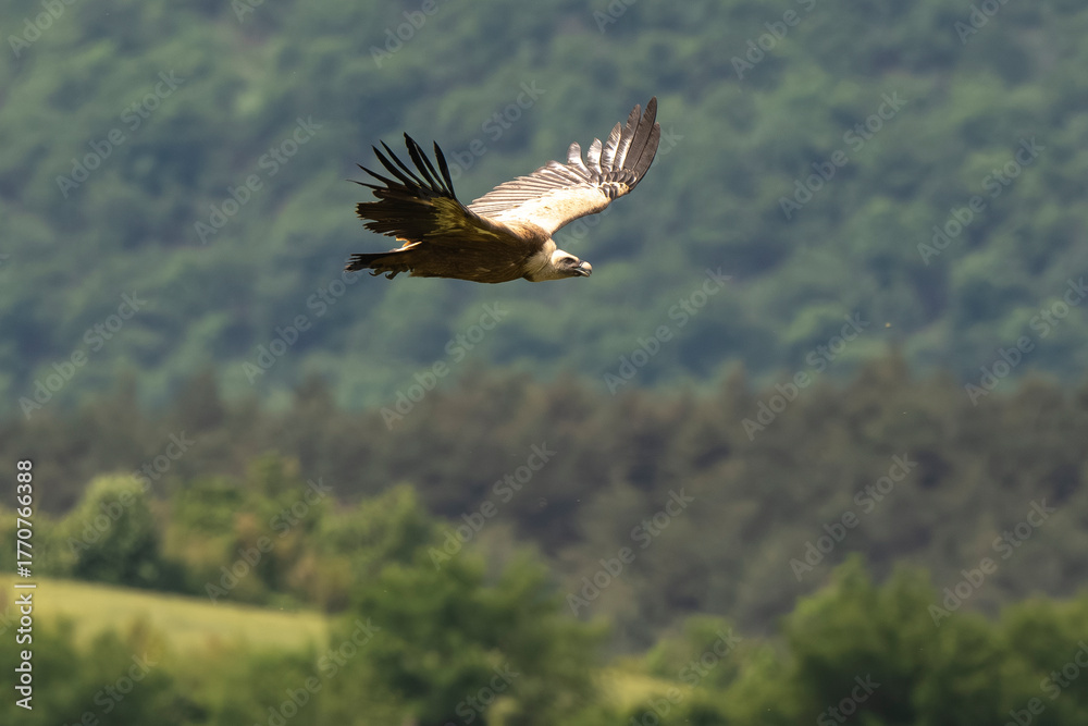 Obraz premium Vautour fauve, Gyps fulvus, Griffon Vulture, Parc naturel régional des grands causses 48, Lozere, France
