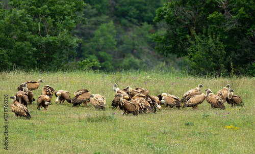 Fotografie Vautour fauve,Gyps fulvus, Griffon Vulture, Parc naturel régional des grands ca
