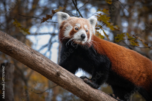 Portrait of Red panda (Ailurus Fulgens) Standing on a Wooden branch.
