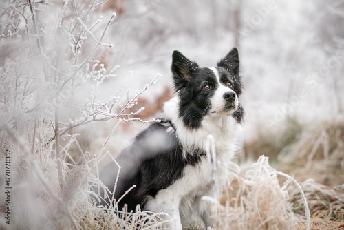 Border Collie Portrait with Frosty Nature. Beautiful Black and White Dog in Cold Weather. Cute Pet Sits Outside in Winter Season.