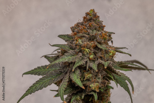 Black apple strain of marijuana ripened bloom blossom with color background