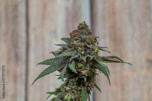 Black apple strain of marijuana ripened bloom blossom with color background