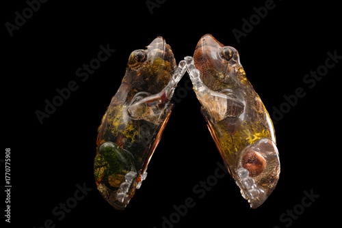 Hand made home decoration wax frog candle with dark background