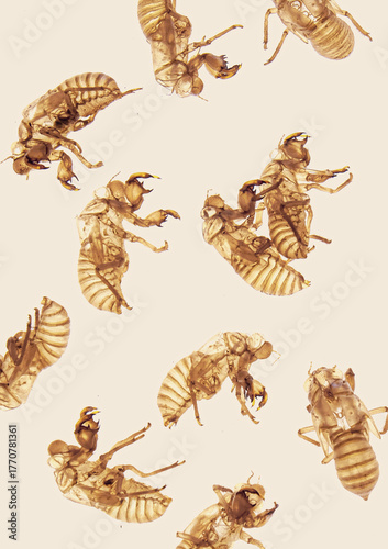 Mues de cigales sur fond uni  , métamorphose , mémoire du temps ,fragilité  , transformation du temps  , insectes ,cycle de vie  , le midi , france , provence ,